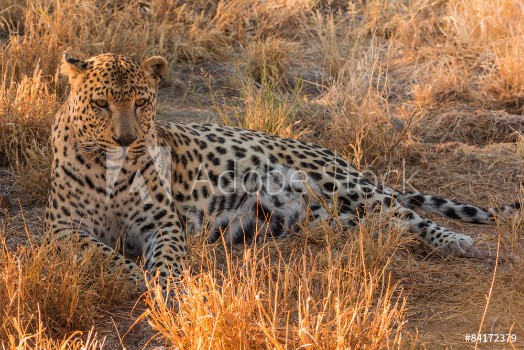 Picture of Leopard lying in the grad Khomas Namibia